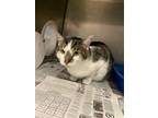 Adopt cyril a Domestic Shorthair / Mixed (short coat) cat in Angola
