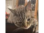 Adopt Huey a Cream or Ivory (Mostly) Bengal / Mixed (medium coat) cat in