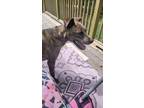 Adopt Finn a Brindle Plott Hound / Whippet / Mixed dog in Clayton, NC (41506191)