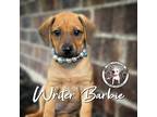 Adopt Writer Barbie a Tan/Yellow/Fawn - with Black Dachshund dog in Provo
