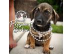 Adopt President Barbie a Brown/Chocolate Dachshund dog in Provo, UT (41494649)