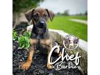 Adopt Chef Barbie a Brown/Chocolate Dachshund dog in Provo, UT (41494268)