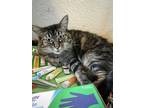 Adopt Mama Kitty a Brown Tabby Tabby / Mixed (medium coat) cat in Roseburg