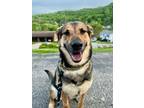 Adopt Sweet Pea a Tricolor (Tan/Brown & Black & White) Shepherd (Unknown Type)
