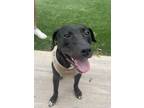 Adopt Goose a Black - with White Mutt / Mixed dog in Swansboro, NC (41477558)