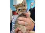 Adopt Prescott a Domestic Shorthair / Mixed (short coat) cat in Maumelle