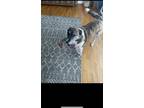 Adopt Callie a White - with Brown or Chocolate Husky / Mixed dog in