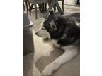 Adopt Bubba a Black - with White Husky / Mixed dog in Eustis, FL (41505816)