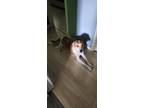 Adopt Wolverine a White - with Tan, Yellow or Fawn Mutt / Boxer / Mixed dog in
