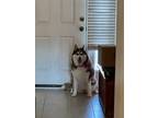 Adopt Charlotte a Red/Golden/Orange/Chestnut - with White Husky / Mixed dog in