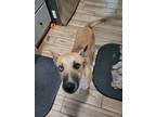 Adopt Nixie a Tricolor (Tan/Brown & Black & White) German Shepherd Dog / Husky /