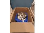 Adopt Wilbur a Tortoiseshell American Shorthair / Mixed (short coat) cat in