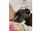 Adopt Seven a Brown/Chocolate American Pit Bull Terrier / Mixed dog in