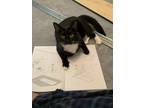 Adopt Oreo a Black & White or Tuxedo American Shorthair / Mixed (medium coat)