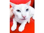 Adopt Whisper a White (Mostly) Siamese (short coat) cat in NPB, FL (41506123)