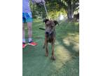 Adopt Rooster a Brindle Mutt / Mixed dog in Atlanta, GA (41505957)