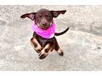 Adopt Bridget a Brown/Chocolate - with Tan Doberman Pinscher / Labrador