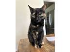 Adopt Chichi a Tortoiseshell Calico / Mixed (short coat) cat in Lago Vista
