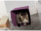 Adopt Rio a Brown Tabby Domestic Shorthair / Mixed (short coat) cat in North