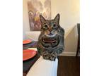 Adopt Ramone a Black (Mostly) American Shorthair / Mixed (short coat) cat in
