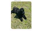 Adopt Prince a Black Labradoodle / Mixed dog in Varnville, SC (41505933)