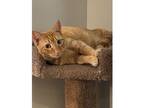 Adopt Autumn Rose a Orange or Red Tabby Domestic Mediumhair / Mixed (medium