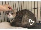 Adopt Missy a Domestic Mediumhair / Mixed (medium coat) cat in St.