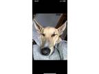 Adopt Chico a Tricolor (Tan/Brown & Black & White) Belgian Malinois / Mixed dog