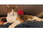 Adopt Callie a Calico or Dilute Calico Calico (short coat) cat in Hagerstown