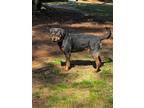Adopt Journey a Black - with Tan, Yellow or Fawn Rottweiler / Husky / Mixed dog