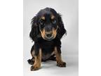 Adopt Gendale a Black - with Brown, Red, Golden, Orange or Chestnut Poodle