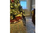 Adopt Rue & Max a Brown Tabby Domestic Shorthair / Mixed (short coat) cat in