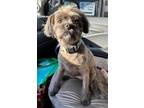Adopt Gracie Kat a Gray/Silver/Salt & Pepper - with Black Shih Tzu / Mixed dog