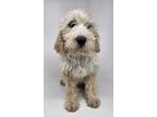Adopt Golden a Tan/Yellow/Fawn Poodle (Standard) / Black and Tan Coonhound /