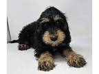 Adopt Greeley a Black - with Tan, Yellow or Fawn Black and Tan Coonhound /