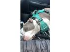 Adopt Smoke a Gray/Silver/Salt & Pepper - with White American Pit Bull Terrier /