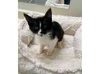 Adopt Marilyn a Black & White or Tuxedo Domestic Mediumhair / Mixed (medium