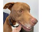 Adopt Riggs a Tan/Yellow/Fawn - with White Mixed Breed (Large) / Labrador