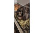 Adopt Bear: Free Range Rabbit! a Brown/Chocolate - with Black Mutt / Mixed dog