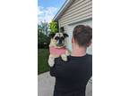 Adopt Prissy a Tan/Yellow/Fawn - with Black Pug / Mixed Breed (Medium) / Mixed