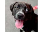Adopt Bluebell a Beagle / Terrier (Unknown Type, Medium) / Mixed dog in