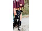 Adopt HarleyQuinn a Black - with White Border Collie / Labrador Retriever /