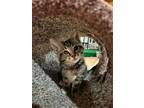 Adopt Leelo a Domestic Shorthair / Mixed (short coat) cat in Kettering