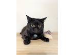 Adopt Chai a Domestic Shorthair / Mixed (short coat) cat in Augusta
