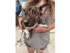 Adopt Mavis a Terrier (Unknown Type, Small) / Mixed dog in Forsyth