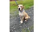 Adopt Sheldon a American Pit Bull Terrier / Mixed dog in Forsyth, GA (41505617)