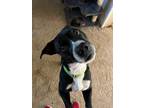 Adopt Oreo a American Pit Bull Terrier / Dachshund / Mixed dog in Reno