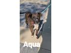 Adopt Aqua a Boxer / Mixed dog in Sidney, OH (41489582)