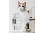 Adopt Germaine a Domestic Shorthair / Mixed (short coat) cat in Blountville