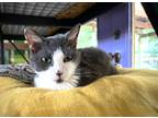 Adopt Natasha (FIV+) a Domestic Shorthair / Mixed (short coat) cat in Pittsboro